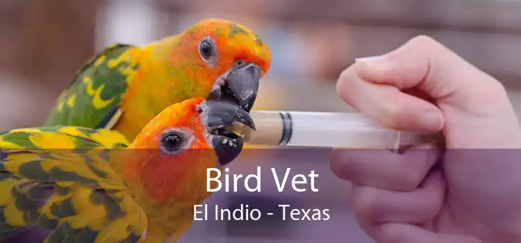 Bird Vet El Indio - Texas
