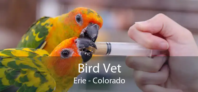 Bird Vet Erie - Colorado