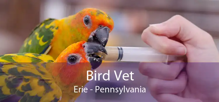 Bird Vet Erie - Pennsylvania
