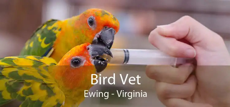 Bird Vet Ewing - Virginia