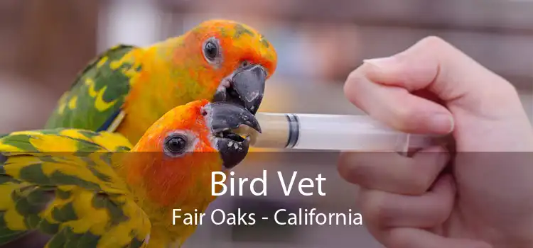 Bird Vet Fair Oaks - California