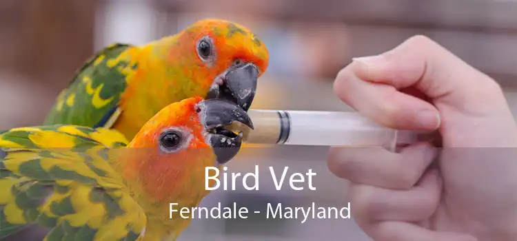 Bird Vet Ferndale - Maryland