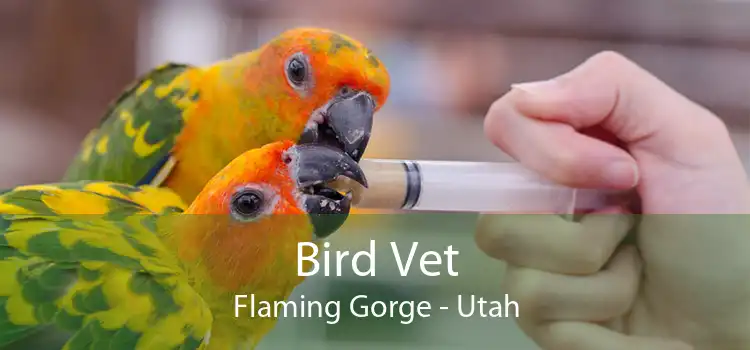 Bird Vet Flaming Gorge - Utah