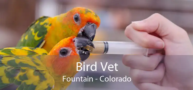 Bird Vet Fountain - Colorado