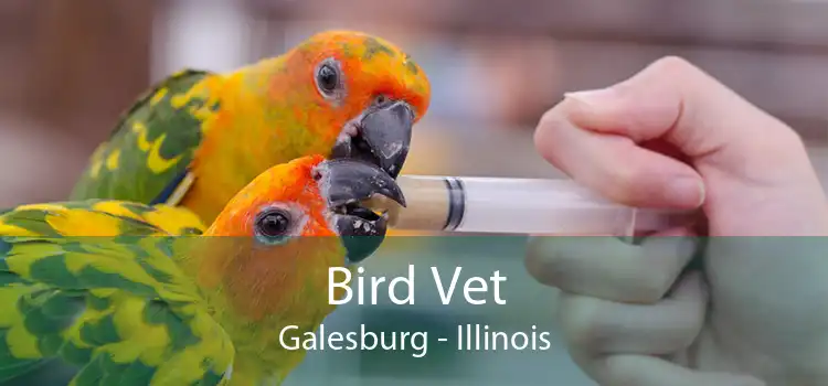 Bird Vet Galesburg - Illinois