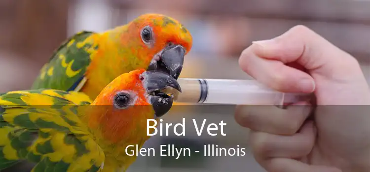 Bird Vet Glen Ellyn - Illinois