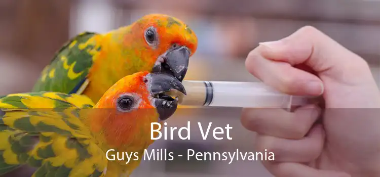 Bird Vet Guys Mills - Pennsylvania