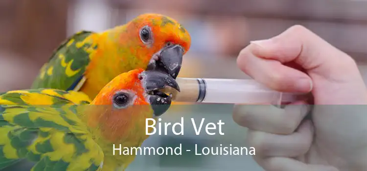 Bird Vet Hammond - Louisiana