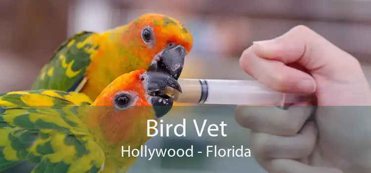 Bird Vet Hollywood - Florida