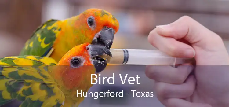 Bird Vet Hungerford - Texas