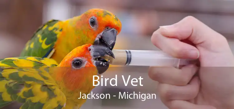Bird Vet Jackson - Michigan