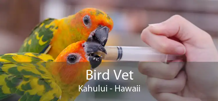 Bird Vet Kahului - Hawaii