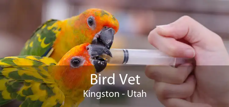 Bird Vet Kingston - Utah