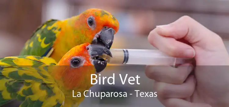 Bird Vet La Chuparosa - Texas