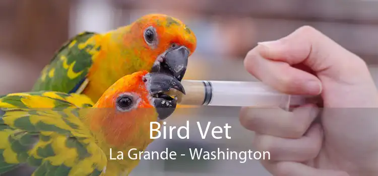 Bird Vet La Grande - Washington