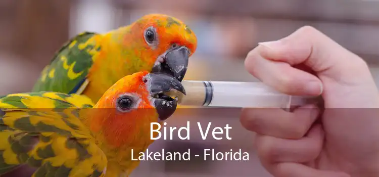 Bird Vet Lakeland - Florida