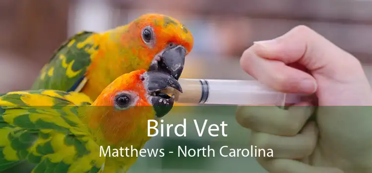 Bird Vet Matthews - North Carolina