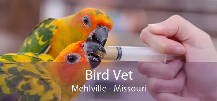 Bird Vet Mehlville - Missouri