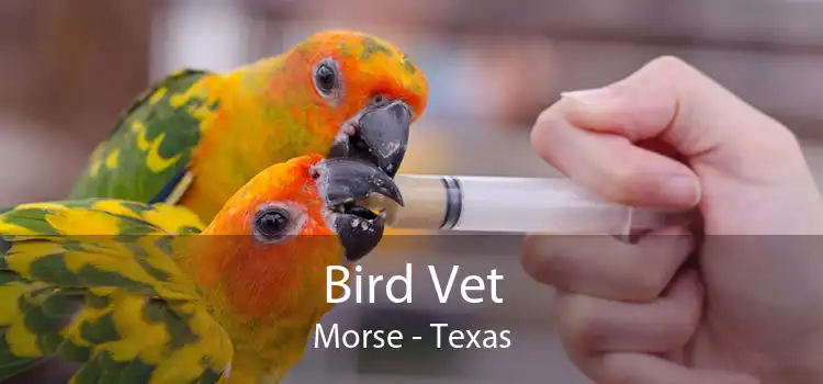 Bird Vet Morse - Texas