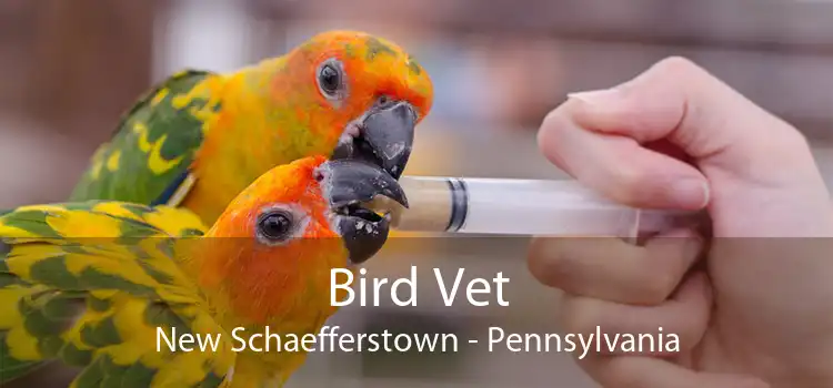 Bird Vet New Schaefferstown - Pennsylvania