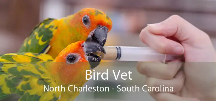 Bird Vet North Charleston - South Carolina