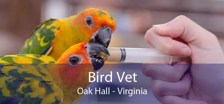 Bird Vet Oak Hall - Virginia