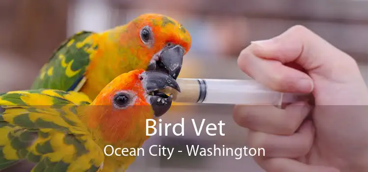 Bird Vet Ocean City - Washington