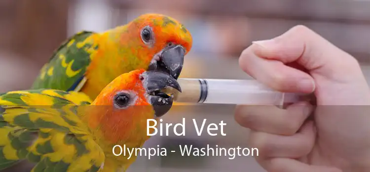 Bird Vet Olympia - Washington
