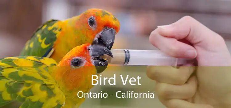 Bird Vet Ontario - California