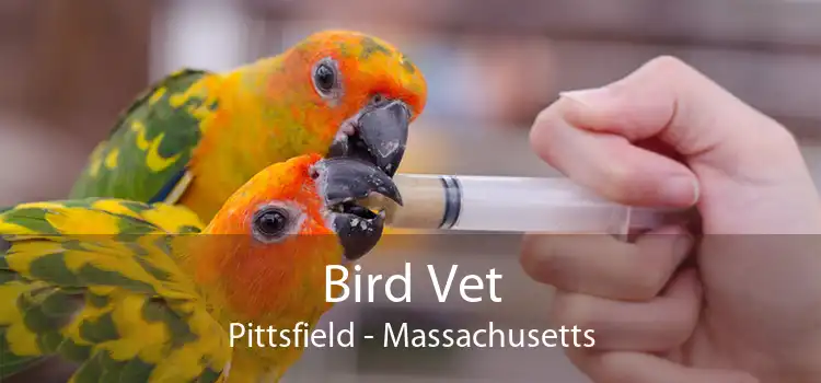 Bird Vet Pittsfield - Massachusetts