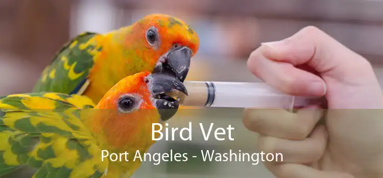 Bird Vet Port Angeles - Washington