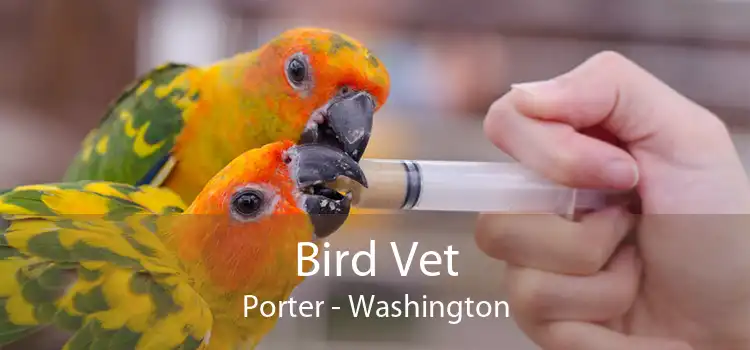 Bird Vet Porter - Washington