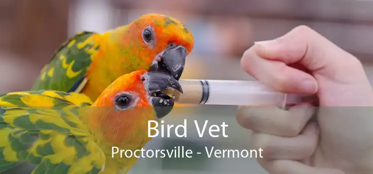 Bird Vet Proctorsville - Vermont