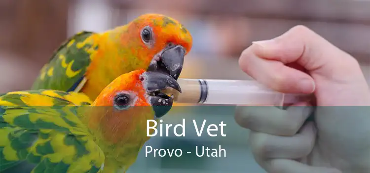 Bird Vet Provo - Utah