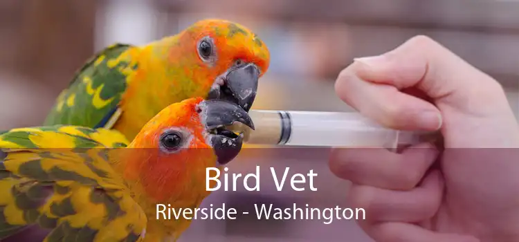 Bird Vet Riverside - Washington