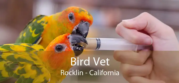 Bird Vet Rocklin - California