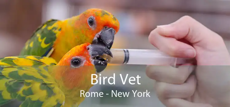 Bird Vet Rome - New York