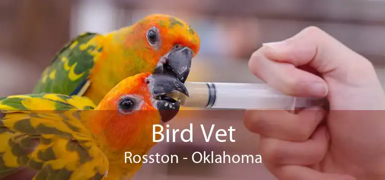 Bird Vet Rosston - Oklahoma
