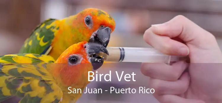 Bird Vet San Juan - Puerto Rico