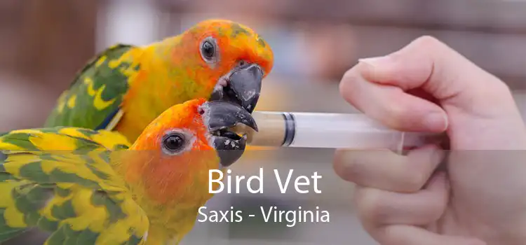 Bird Vet Saxis - Virginia
