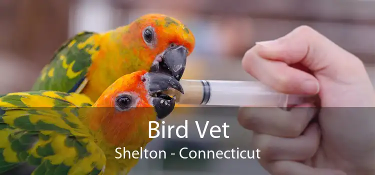 Bird Vet Shelton - Connecticut