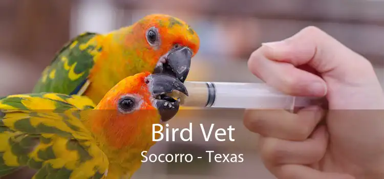 Bird Vet Socorro - Texas