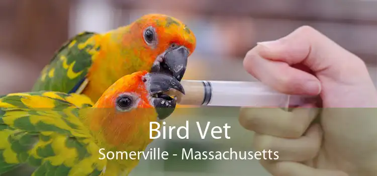 Bird Vet Somerville - Massachusetts