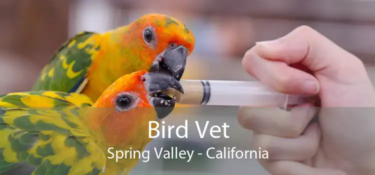 Bird Vet Spring Valley - California