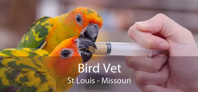 Bird Vet St Louis - Missouri