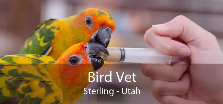 Bird Vet Sterling - Utah