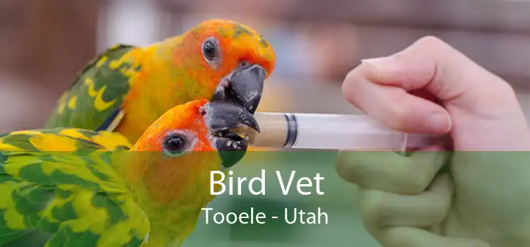Bird Vet Tooele - Utah