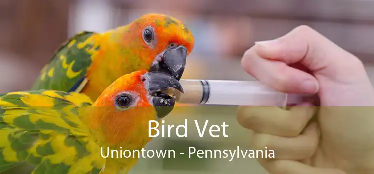 Bird Vet Uniontown - Pennsylvania