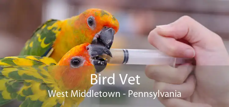 Bird Vet West Middletown - Pennsylvania