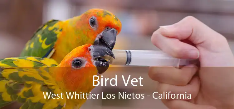 Bird Vet West Whittier Los Nietos - California
